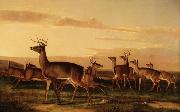 Startled Deer A Prairie Scene, John James Audubon